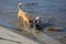 Two dogs have fun playing on rocks by the river bank