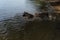 Two dogs having fun in park by water. Lifestyle concept Happy dog emotions. German Shepherd runs into river and wants to swim