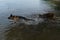 Two dogs having fun in park by water. Lifestyle concept, Happy dog emotions. German Shepherd runs into river and wants to swim,