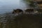 Two dogs having fun in park by water. Lifestyle concept Happy dog emotions. German Shepherd runs into river and wants to swim