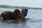 Two dogs having fun playing tug of war puller in water and spray flying in different directions. German Shepherd fighting for