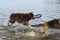 Two dogs having fun playing in water and spray flying in different directions. Australian Shepherd with puller in teeth catches up