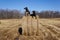 Two dogs on a haystack