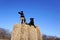 Two Dogs on a haystack against a blue sky