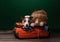 Two dogs help get ready for a trip. Pet with a suitcase. Nova Scotia Duck Tolling Retriever and Jack Russell Terrier