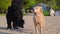 two dogs hugging together for a walk on the beach - a golden retriever and a black Russian terrier