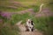 Two dogs hugging together for a walk. Pets in nature. Cute border collie in a field in colors. St. Valentine`s Day.