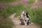 Two dogs hugging together for a walk. Pets in nature. Cute border collie in a field in colors. St. Valentine`s Day.