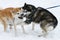 Two dogs Huskies played in the snow.