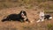 Two dogs husky and Bernese Mountain Dog lying on green meadow and looking at camera . Green grass background