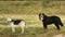 Two dogs husky and Bernese Mountain Dog standing on green meadow and looking at camera . Green grass background