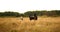 Two dogs husky and Bernese Mountain Dog standing on green meadow and looking at camera . Green grass background