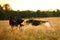 Two dogs husky and Bernese Mountain Dog standing on green meadow and looking at camera . Green grass background