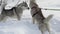 Two dogs of husky breed play before skijor racing and sled dog racing