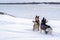 Two dogs husky in deep snow on the banks winter river. Siberian huskies dogs look at the ice floating on the big river.