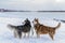Two dogs husky in deep snow on the banks winter river. Siberian huskies dogs. Winter landscape of the Northern area. Side view