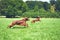 Two dogs Irish setter running on the grass in summer