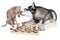 Two dogs (Italian greyhound and Siberian Husky) playing chess