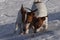 Two dogs of the Jack Russell Terrier breed digs the ground in a snowy field