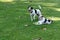 Two Dogs of the Jack Russell Terrier breed are on the lawn and are guarding the ball