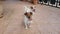 Two dogs Jack Russell Terrier like to play. Dogs playing together outdoors