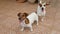 Two dogs Jack Russell Terrier like to play. Dogs playing together outdoors