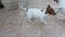 Two dogs Jack Russell Terrier like to play. Dogs playing together outdoors