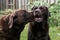 Two dogs kissing