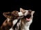 Two dogs are kissing. Border Collie together on a black background. Lovely pets in holiday