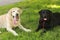 Two dogs labradors in love