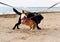 Two dogs on leash met on sandy beach and play with each other. Pets on walk