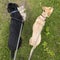 Two dogs on leashes walking in grassy clearing looking in differ