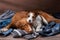 Two dogs lie on scattered clothes at home. Pets are going on vacation. Toller and a Jack Russell Terrier