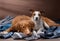 Two dogs lie on scattered clothes at home. Pets are going on vacation. Toller and a Jack Russell Terrier