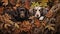 Two dogs lying in leaves. Pembroke welsh corgi puppy with german shepherd dog in autumn. ai