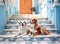 two dogs are lying on the porch. Little Jack Russell Terrier and a Nova Scotia Duck Tolling Retriever. Created with