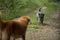 Two dogs meet on a meadow path