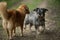 Two dogs meet on a meadow path