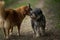 Two dogs meet on a meadow path