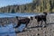 Two dogs meeting on a beach