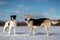 Two dogs meeting and getting acquainted on winter day