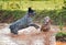 Two dogs in the middle of a muddy pond, playing hard