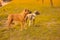 Two dogs: mixed breed dog of gray and white color with drooping ears in a collar and red american pit bull terrier stand in the pa