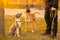 Two dogs mixed breed with drooping ears pitbulls brown male standing and bicolor white-gray sitting on grass in the city park