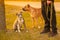 Two dogs mixed breed with drooping ears pitbulls brown male standing and bicolor white-gray sitting on grass near the owner