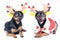 Two dogs in New Year clothes isolated. Dogs in deer costume, chr