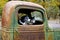 Two Dogs in an Old Truck
