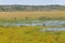 Two dogs and one Maguari Stork bird at Swamp in Lagoa do Peixe l