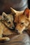 Two dogs, one resembling a small shepherd, share a close and peaceful moment on a leather couch.