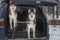 Two Dogs in open trunk jeep car. Siberian husky dogs looks forward to the camera.